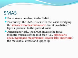 SMAS
Facial nerve lies deep to the SMAS
Posteriorly, the SMAS fuses with the fascia overlying
the sternocleidomastoid muscle, but it is a distinct
layer superficial to the parotid fascia
Anterosuperiorly, the SMAS invests the facial
mimetic muscles of the mid-face (i.e., orbicularis
oculi, zygomatic major/minor, levator labii superioris)
the melolabial crease and upper lip
 