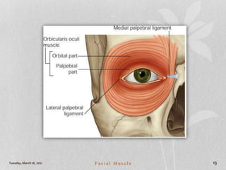 Tuesday, March 16, 2021 F a c i a l M u s c l e 13
 