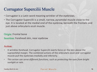 Corrugator Supercilii Muscle
• Corrugator is a Latin word meaning wrinkler of the eyebrows.
• The Corrugator Supercilii is a small, narrow, pyramidal muscle close to the
eye. It is located at the medial end of the eyebrow, beneath the frontalis and
just above orbicularis oculi muscle.
Origin: Frontal bone
Insertion: Forehead skin, near eyebrow
Action:
• It wrinkles forehead. Corrugator Supercilii exerts force on the skin above the
supraorbital margin. The combined actions of the orbicularis oculi and corrugator
muscle pull the eyebrows medially and inferiorly.
• This action can serve different functions, such as protecting the eyes from bright
sunlight or rain.
Tuesday, March 16, 2021 F a c i a l M u s c l e 14
 