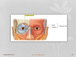 Tuesday, March 16, 2021 F a c i a l M u s c l e 15
 