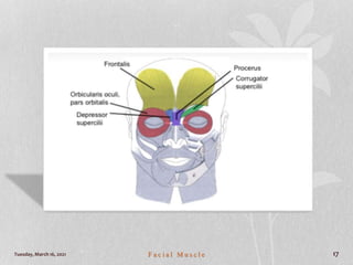 Tuesday, March 16, 2021 F a c i a l M u s c l e 17
 