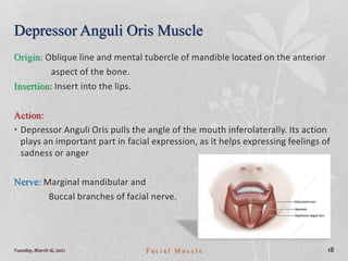 Tuesday, March 16, 2021 F a c i a l M u s c l e 18
Depressor Anguli Oris Muscle
Origin: Oblique line and mental tubercle of mandible located on the anterior
aspect of the bone.
Insertion: Insert into the lips.
Action:
• Depressor Anguli Oris pulls the angle of the mouth inferolaterally. Its action
plays an important part in facial expression, as it helps expressing feelings of
sadness or anger
Nerve: Marginal mandibular and
Buccal branches of facial nerve.
 