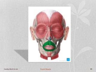 Tuesday, March 16, 2021 Facial Muscle 20
 