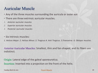 Auricular Muscle
• Any of the three muscles surrounding the auricula or outer ear.
• There are three extrinsic auricular muscles.
1. Anterior auricular muscles
2. Superior auricular muscles
3. Posterior auricular muscles
• Six Intrinsic muscles:
1. Helices Major. 2. Helices Minor. 3. Tragicus.4. Anti Tragicus. 5.Transverse. 6. Oblique muscles.
Anterior Auricular Muscles: Smallest, thin and fan-shaped, and its fibers are
indistinct.
Origin: Lateral edge of the galeal aponeurotica.
Insertion: Inserted into a projection on the front of the helix.
Tuesday, March 16, 2021 Facial Muscle 21
 