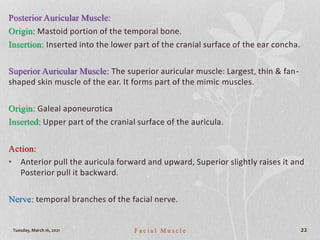 Tuesday, March 16, 2021 F a c i a l M u s c l e 22
Posterior Auricular Muscle:
Origin: Mastoid portion of the temporal bone.
Insertion: Inserted into the lower part of the cranial surface of the ear concha.
Superior Auricular Muscle: The superior auricular muscle: Largest, thin & fan-
shaped skin muscle of the ear. It forms part of the mimic muscles.
Origin: Galeal aponeurotica
Inserted: Upper part of the cranial surface of the auricula.
Action:
• Anterior pull the auricula forward and upward, Superior slightly raises it and
Posterior pull it backward.
Nerve: temporal branches of the facial nerve.
 