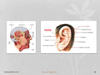 Tuesday, March 16, 2021 F a c i a l M u s c l e 23
Concha
 