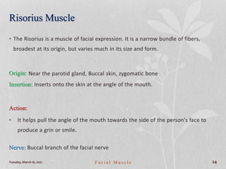 Risorius Muscle
• The Risorius is a muscle of facial expression. It is a narrow bundle of fibers,
broadest at its origin, but varies much in its size and form.
Origin: Near the parotid gland, Buccal skin, zygomatic bone
Insertion: Inserts onto the skin at the angle of the mouth.
Action:
• It helps pull the angle of the mouth towards the side of the person's face to
produce a grin or smile.
Nerve: Buccal branch of the facial nerve
Tuesday, March 16, 2021 F a c i a l M u s c l e 24
 