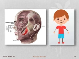 Tuesday, March 16, 2021 F a c i a l M u s c l e 25
 