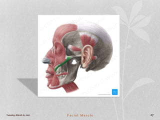 Tuesday, March 16, 2021 F a c i a l M u s c l e 27
 