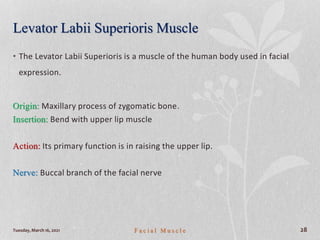 Levator Labii Superioris Muscle
• The Levator Labii Superioris is a muscle of the human body used in facial
expression.
Origin: Maxillary process of zygomatic bone.
Insertion: Bend with upper lip muscle
Action: Its primary function is in raising the upper lip.
Nerve: Buccal branch of the facial nerve
Tuesday, March 16, 2021 F a c i a l M u s c l e 28
 