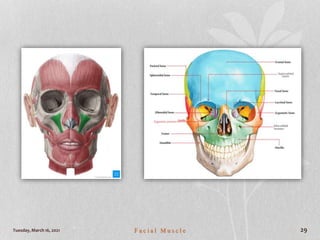 Tuesday, March 16, 2021 F a c i a l M u s c l e 29
 