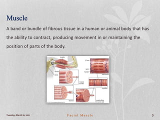 Muscle
A band or bundle of fibrous tissue in a human or animal body that has
the ability to contract, producing movement in or maintaining the
position of parts of the body.
Tuesday, March 16, 2021 F a c i a l M u s c l e 3
 