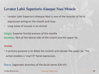 Levator Labii Superioris Alaeque Nasi Muscle
• Levator Labii Superioris Alaeque Nasi is one of the muscles of facial
expression acting on the mouth and nose.
• Long name of muscle in an animal
Origin: Superior frontal process of the maxilla
Insertion: Skin of the lateral side of the nostril and the upper lip.
Action:
• It primary purpose is to dilate the nostrils and elevate the upper lip. This
action enables a 'snarl ' facial expression,
Nerve: Zygomatic branches of the facial nerve (CN VII).
Tuesday, March 16, 2021 F a c i a l M u s c l e 30
 