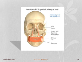 Tuesday, March 16, 2021 F a c i a l M u s c l e 31
 