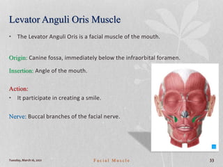 Levator Anguli Oris Muscle
• The Levator Anguli Oris is a facial muscle of the mouth.
Origin: Canine fossa, immediately below the infraorbital foramen.
Insertion: Angle of the mouth.
Action:
• It participate in creating a smile.
Nerve: Buccal branches of the facial nerve.
Tuesday, March 16, 2021 F a c i a l M u s c l e 33
 