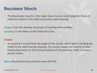 Buccinator Muscle
• The Buccinator muscle is the major facial muscle underlying the cheek. It
holds the cheek to the teeth and assists with chewing.
Origin: From the alveolar processes of maxilla and mandible.
Insertion: In the fibers of the Orbicularis Oris.
Action:
• Its purpose is to pull back the angle of the mouth, which aids in holding the
cheek to the teeth during chewing. This action causes the muscle to keep
food pushed back on the occlusal surface of the posterior teeth, as when a
person chews.
Nerve: Buccal branches of facial nerve (CN VII).
Tuesday, March 16, 2021 F a c i a l M u s c l e 34
 