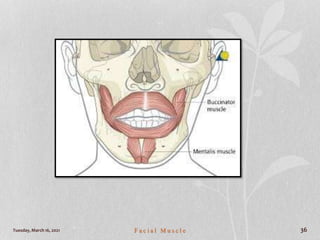Tuesday, March 16, 2021 F a c i a l M u s c l e 36
 