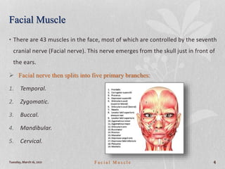 Tuesday, March 16, 2021 F a c i a l M u s c l e 4
Facial Muscle
• There are 43 muscles in the face, most of which are controlled by the seventh
cranial nerve (Facial nerve). This nerve emerges from the skull just in front of
the ears.
 Facial nerve then splits into five primary branches:
1. Temporal.
2. Zygomatic.
3. Buccal.
4. Mandibular.
5. Cervical.
 