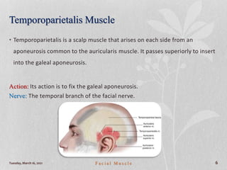 Temporoparietalis Muscle
• Temporoparietalis is a scalp muscle that arises on each side from an
aponeurosis common to the auricularis muscle. It passes superiorly to insert
into the galeal aponeurosis.
Action: Its action is to fix the galeal aponeurosis.
Nerve: The temporal branch of the facial nerve.
Tuesday, March 16, 2021 F a c i a l M u s c l e 6
 