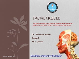 The facial muscles are a group of striated skeletal muscles
supplied by the facial nerve. It control facial expression.
FACIAL MUSCLE
1
Dr. Sikandar Hayat
Bangash
BS – Dental
Gandhara University Peshawar
Tuesday, March 16, 2021
 