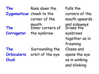 The
Zygomaticus
Runs down the
cheek to the
corner of the
mouth
Pulls the
corners of the
mouth upwards
and sideways
The
Corrugator
Inner corners of
the eyebrow
Draws the
eyebrows
together as in
frowning
The
Orbicularis
Oculi
Surrounding the
orbit of the eye
Closes and
opens the eye
as in winking
and blinking
 