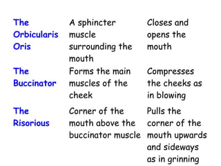 The
Orbicularis
Oris
A sphincter
muscle
surrounding the
mouth
Closes and
opens the
mouth
The
Buccinator
Forms the main
muscles of the
cheek
Compresses
the cheeks as
in blowing
The
Risorious
Corner of the
mouth above the
buccinator muscle
Pulls the
corner of the
mouth upwards
and sideways
as in grinning
 
