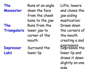 The
Massester
Runs at an angle
down the face
from the cheek
bone to the jaw
Lifts, lowers
and closes the
jaw aiding
mastication;
The
Triangularis
Runs from the
lower jaw to
corner of the
mouth
Draws down
the corners of
the mouth
creating a sad
expression
Depressor
Labii
Surround the
lower lip
Depresses the
lower lip and
draws it down
slightly on one
side
 