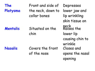 The
Platysma
Front and side of
the neck, down to
collar bones
Depresses
lower jaw and
lip wrinkling
skin tissue on
neck
Mentalis Situated on the
chin
Raises the
lower lip
causing chin to
wrinkle
Nasalis Covers the front
of the nose
Closes and
opens the nasal
opening
 