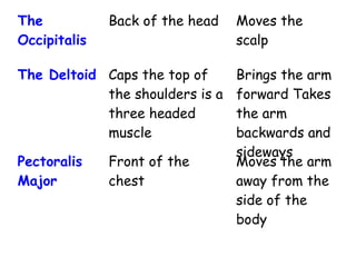 The
Occipitalis
Back of the head Moves the
scalp
The Deltoid Caps the top of
the shoulders is a
three headed
muscle
Brings the arm
forward Takes
the arm
backwards and
sideways
Pectoralis
Major
Front of the
chest
Moves the arm
away from the
side of the
body
 