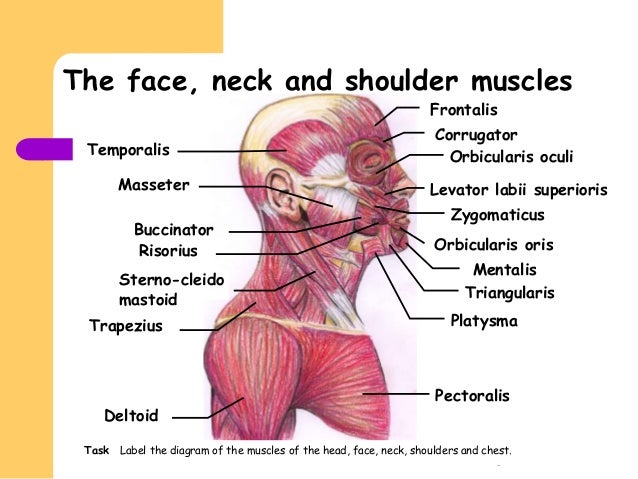 face diagram with labels