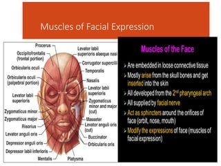 clinical anatomy of facial muscles.pptx