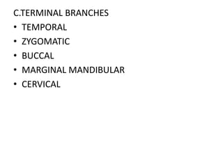 C.TERMINAL BRANCHES
• TEMPORAL
• ZYGOMATIC
• BUCCAL
• MARGINAL MANDIBULAR
• CERVICAL
 