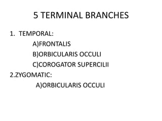 5 TERMINAL BRANCHES
1. TEMPORAL:
A)FRONTALIS
B)ORBICULARIS OCCULI
C)COROGATOR SUPERCILII
2.ZYGOMATIC:
A)ORBICULARIS OCCULI
 