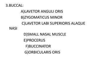 3.BUCCAL:
A)LAVETOR ANGULI ORIS
B)ZYGOMATICUS MINOR
C)LAVETOR LABI SUPERIORIS ALAQUE
NASI
D)SMALL NASAL MUSCLE
E)PROCERUS
F)BUCCINATOR
G)ORBICULARIS ORIS
 