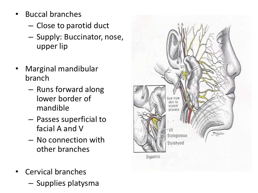 Facial nerve traumatic injury and repair