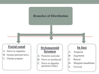 Branches of Distribution
Facial canal
A. Nerve to stapedius
B. Greater petrosal nerve
C. Chorda tympani
In face
A. Temporal
B. Zygomatic
C. Buccal
D. Marginal mandibular
E. Cervical
Stylomastoid
foramen
A. Posterior auricular
B. Nerve to stylohyoid
C. Nerve to digastric
(posterior belly)
 