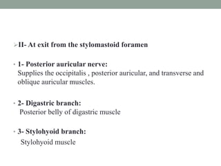 II- At exit from the stylomastoid foramen
• 1- Posterior auricular nerve:
Supplies the occipitalis , posterior auricular, and transverse and
oblique auricular muscles.
• 2- Digastric branch:
Posterior belly of digastric muscle
• 3- Stylohyoid branch:
Stylohyoid muscle
 