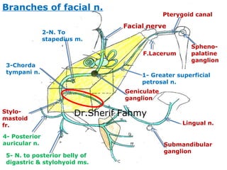 Facial nerve
Geniculate
ganglion
Stylo-
mastoid
fr.
1- Greater superficial
petrosal n.
F.Lacerum
Pterygoid canal
Spheno-
p...