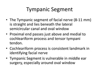 Tympanic Segment
• The Tympanic segment of facial nerve (8-11 mm)
is straight and lies beneath the lateral
semicircular canal and oval window
• Proximal end passes just above and medial to
cochleariform process and tensor tympani
tendon.
• Cochleariform process is consistent landmark in
identifying facial nerve
• Tympanic Segment is vulnerable in middle ear
surgery, especially around oval window
 
