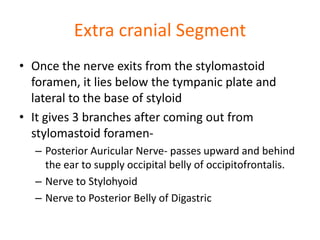 Extra cranial Segment
• Once the nerve exits from the stylomastoid
foramen, it lies below the tympanic plate and
lateral to the base of styloid
• It gives 3 branches after coming out from
stylomastoid foramen-
– Posterior Auricular Nerve- passes upward and behind
the ear to supply occipital belly of occipitofrontalis.
– Nerve to Stylohyoid
– Nerve to Posterior Belly of Digastric
 
