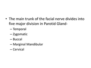 • The main trunk of the facial nerve divides into
five major division in Parotid Gland-
– Temporal
– Zygomatic
– Buccal
– Marginal Mandibular
– Cervical
 