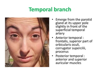 Temporal branch
• Emerge from the parotid
gland at its upper pole
slightly in front of the
superficial temporal
artery
• Anterior temporal :
frontalis, superior part of
orbicularis oculi,
corrugator supercilii,
procerus
• Posterior temporal :
anterior and superior
auricular muscles
 