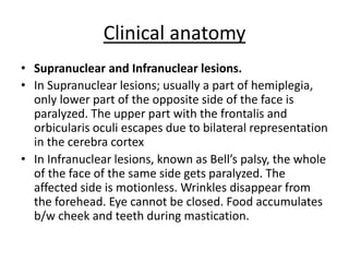 Clinical anatomy
• Supranuclear and Infranuclear lesions.
• In Supranuclear lesions; usually a part of hemiplegia,
only lower part of the opposite side of the face is
paralyzed. The upper part with the frontalis and
orbicularis oculi escapes due to bilateral representation
in the cerebra cortex
• In Infranuclear lesions, known as Bell’s palsy, the whole
of the face of the same side gets paralyzed. The
affected side is motionless. Wrinkles disappear from
the forehead. Eye cannot be closed. Food accumulates
b/w cheek and teeth during mastication.
 