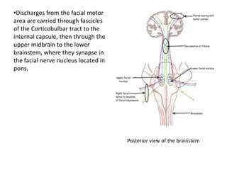 8
•Discharges from the facial motor
area are carried through fascicles
of the Corticobulbar tract to the
internal capsule, then through the
upper midbrain to the lower
brainstem, where they synapse in
the facial nerve nucleus located in
pons.
Posterior view of the brainstem
 