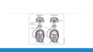 Facial nerve REVISION NOTES