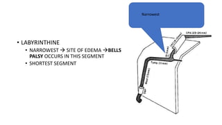 • LABYRINTHINE
• NARROWEST  SITE OF EDEMA BELLS
PALSY OCCURS IN THIS SEGMENT
• SHORTEST SEGMENT
Narrowest
 