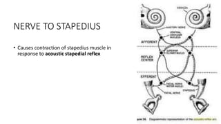NERVE TO STAPEDIUS
• Causes contraction of stapedius muscle in
response to acoustic stapedial reflex
 