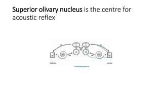 Superior olivary nucleus is the centre for
acoustic reflex
 