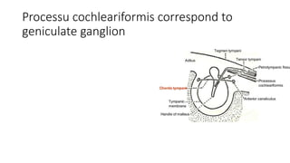 Processu cochleariformis correspond to
geniculate ganglion
 