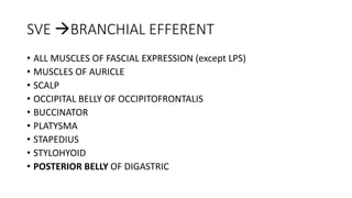 SVE BRANCHIAL EFFERENT
• ALL MUSCLES OF FASCIAL EXPRESSION (except LPS)
• MUSCLES OF AURICLE
• SCALP
• OCCIPITAL BELLY OF OCCIPITOFRONTALIS
• BUCCINATOR
• PLATYSMA
• STAPEDIUS
• STYLOHYOID
• POSTERIOR BELLY OF DIGASTRIC
 